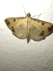 Eulepte anticostalis
