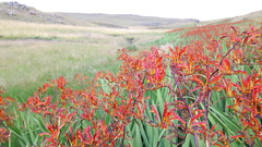 Crocosmia paniculata