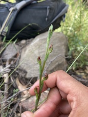 Pterostylis multiflora