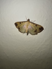 Eulepte anticostalis