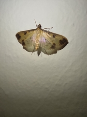 Eulepte anticostalis