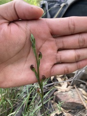 Pterostylis multiflora