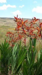 Crocosmia paniculata