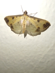 Eulepte anticostalis