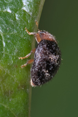 Rhyzobius lophanthae