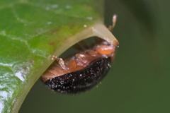 Rhyzobius lophanthae