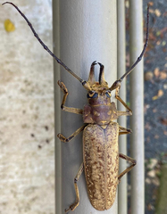 Callipogon proletarius