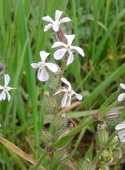 Silene gallica gallica