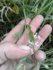 Silene gallica gallica