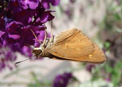 Poanes viator