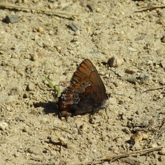 Callophrys mossii