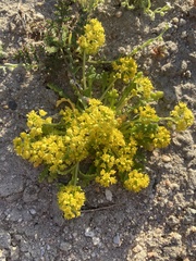 Lepidium flavum