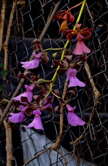 Encyclia cordigera