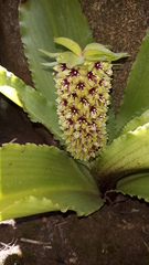 Eucomis montana