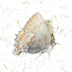Callophrys mossii