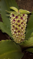 Eucomis montana