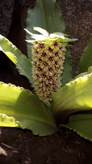 Eucomis montana