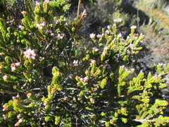 Erica petraea