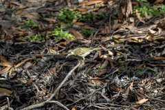 Microptilotis gracilis