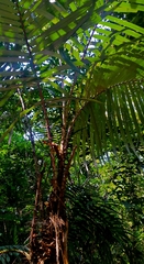 Astrocaryum mexicanum