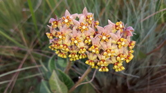 Asclepias vicaria