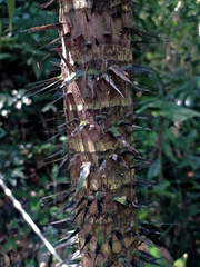 Astrocaryum mexicanum