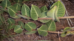 Asclepias vicaria