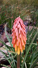 Kniphofia fluviatilis