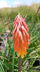 Kniphofia fluviatilis