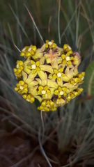 Asclepias vicaria