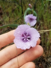 Calochortus tolmiei