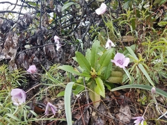 Calochortus tolmiei