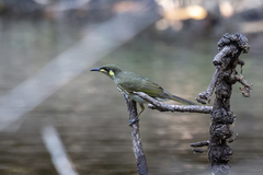 Meliphaga notata