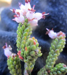 Erica petraea