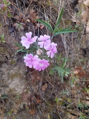 Phlox speciosa