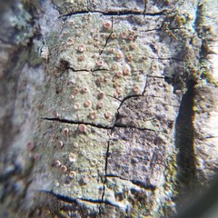 Obscuroplaca camptidia