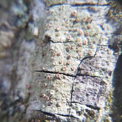 Obscuroplaca camptidia