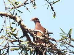 Patagioenas flavirostris