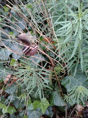 Cepaea nemoralis