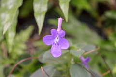 Streptocarpus saxorum