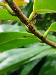 Oecophylla smaragdina