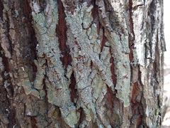 Pertusaria sinusmexicani