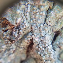 Pertusaria sinusmexicani