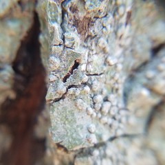 Pertusaria sinusmexicani