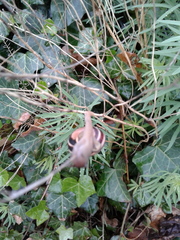 Cepaea nemoralis