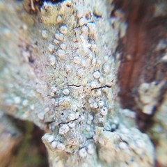 Pertusaria sinusmexicani