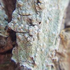 Pertusaria sinusmexicani