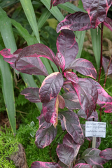Graptophyllinae