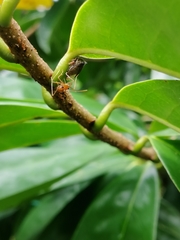 Oecophylla smaragdina