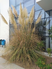 Cortaderia
